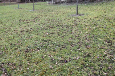 Krokusse_Schneegl.jpg