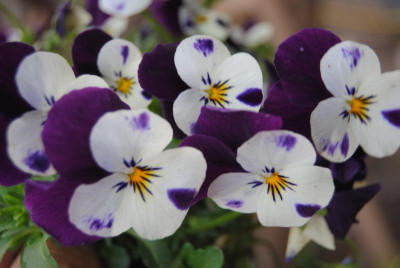 april 036.jpg