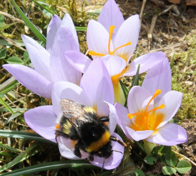 Hummel_Krokus.jpg