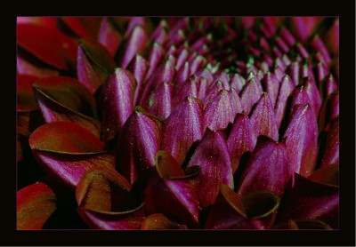 Dahlia_1_11-09-2006.jpg