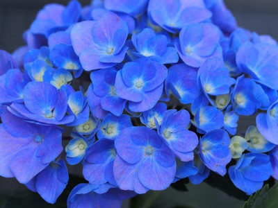 HortensienBlau.jpg