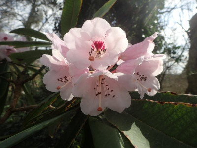 Rhododendron callophytum fars 2016.JPG