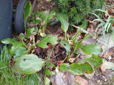2016-04-06 Bergenia 'Bressingham White'.jpg