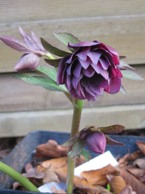 Helleborus_3106.jpg