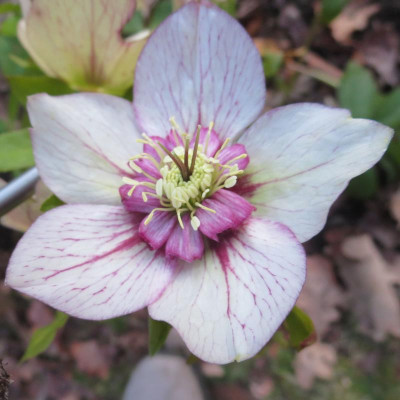 Poucke anemonenblütig.jpg