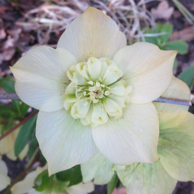 Ash_cremegelb anemonenblütig_3222.jpg