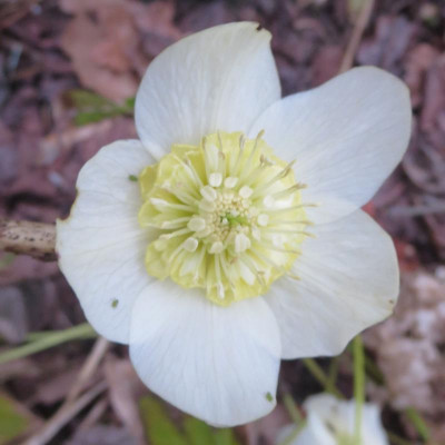 Ash weiß anemonenblütig.jpg