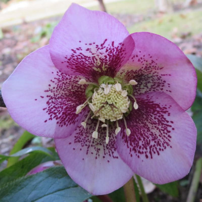 Helleborus 'Australia'_1807.jpg