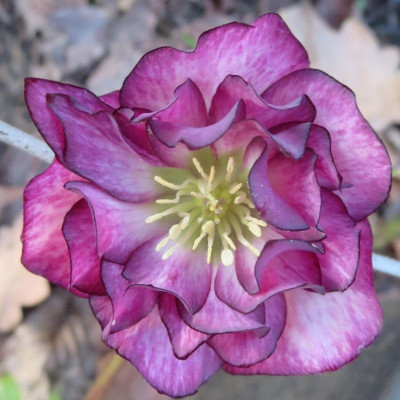 Ash bicolor_3226.jpg