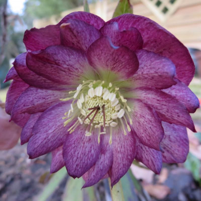 Ash Raspberry Ripple_1871.jpg