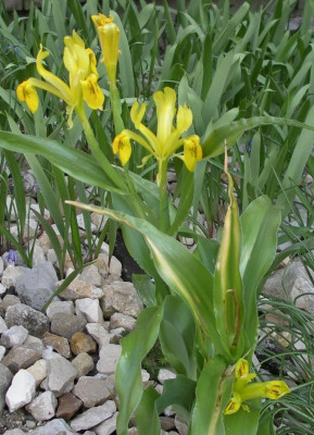 Iris bucharica 05.04.16.JPG