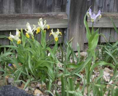 Iris bucharica und Iris vicaria 06.04.16.JPG