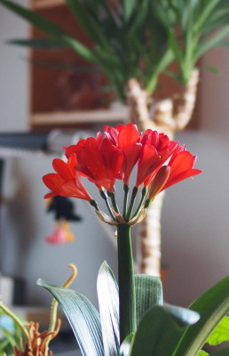Clivia1rot_2016.jpg