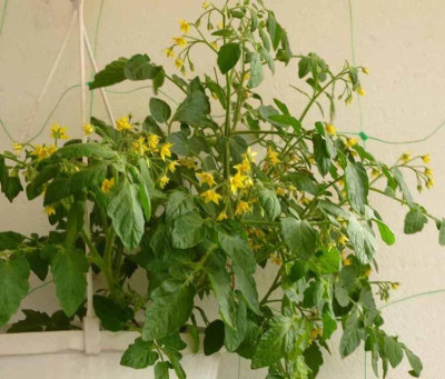 Gartenp-Blüte.jpg