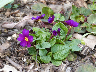2016-04-06 Primula juliae.jpg
