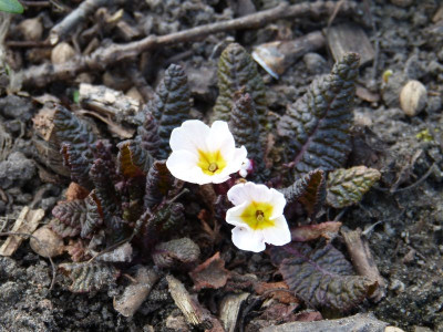 2016-04-06 Primula 'Drumcliff'.jpg