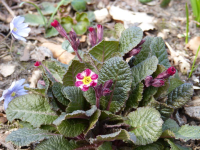 2016-04-06 Primula 'Dark Rosaleen'.jpg