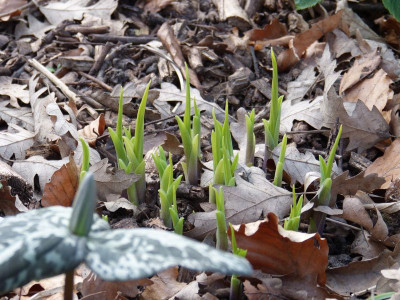 2016-04-06 Hosta 'Curly Fries'.jpg