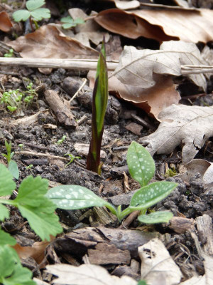 2016-04-06 Pulmonaria 'Opal'.jpg