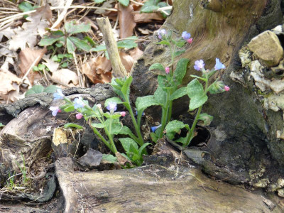 2016-04-06 Pulmonaria.jpg
