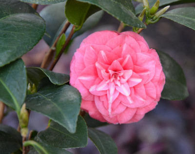 Camellia-Bauhaus.16-1.jpg