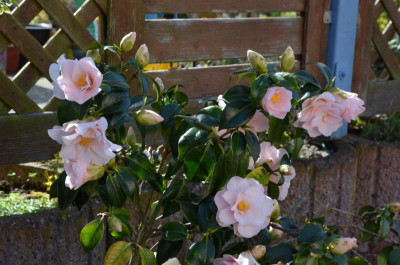 Camellia-Hagoromo.16-3.jpg