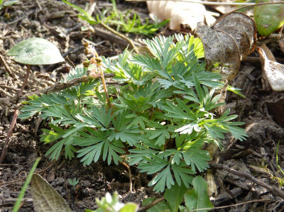 2016-04-06 Dicentra cucullaria 'Pink Punk'.jpg