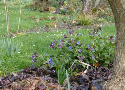 2016-04-06 Gartenimpressionen 5.jpg