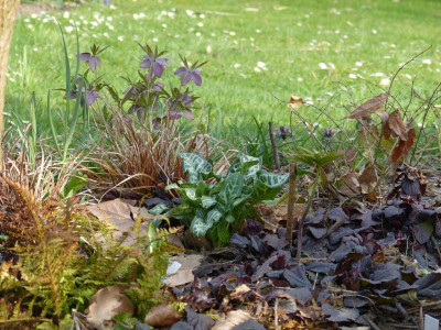 2016-04-06 Gartenimpressionen 6.jpg