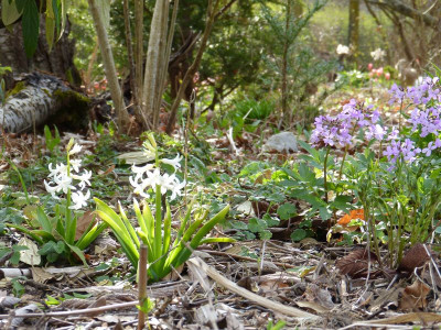 2016-04-06 Gartenimpressionen 1.jpg
