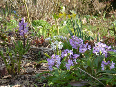2016-04-06 Gartenimpressionen 2.jpg