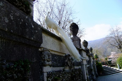2016_04042016märz0065.JPG
