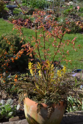 Acer-OrangeDream.16-1.jpg