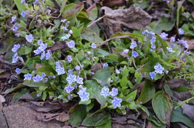 Omphalodes_cappadocica-StarryEyes.16-1.jpg