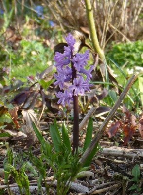2016-04-06 Hyazinthe.jpg