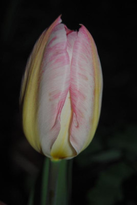 april 039.jpg