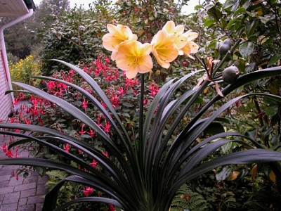 Sommerblüte.jpg