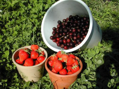 Kirschen_Erdbeeren_21.6.04.jpg