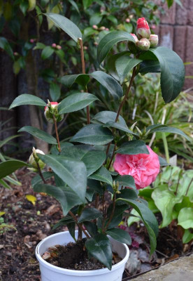 Camellia-Bauhaus.16-2.jpg