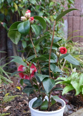 Camellia-Bauhaus.16-3.jpg