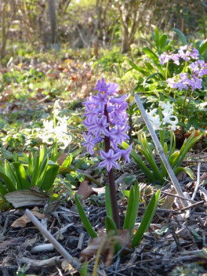 2016-04-07 Hyazinthe.jpg