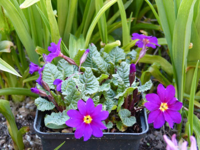 2016-04-07 Primula x pruhoniciana 'Bergfrühling'.jpg