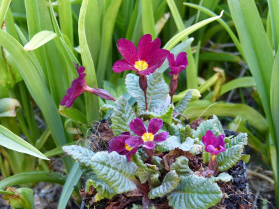2016-04-07 Primula pruhoniciana 'Saladin'.jpg