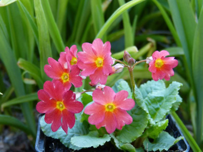 2016-04-07 Primula pruhoniciana 'Tomato Red'.jpg