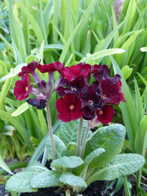 2016-04-07 Primula 'Garnet Cowichan'.jpg