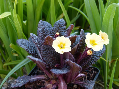 2016-04-07 Primula 'Claddagh'.jpg