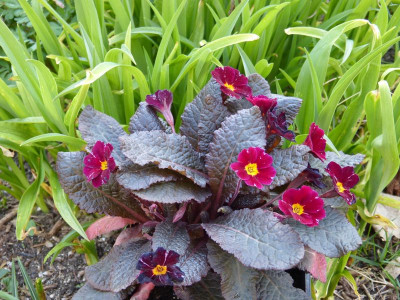 2016-04-07 Primula vulgaris 'Innisfree'.jpg