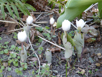 2016-04-07 Sanguinaria canadensis 'Multiplex'.jpg
