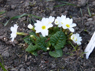 2016-04-07 Primula 'White Wanda'.jpg