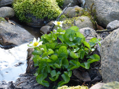 2016-04-07 Caltha palustris var alba.jpg